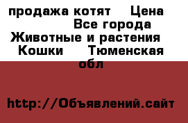 продажа котят  › Цена ­ 15 000 - Все города Животные и растения » Кошки   . Тюменская обл.